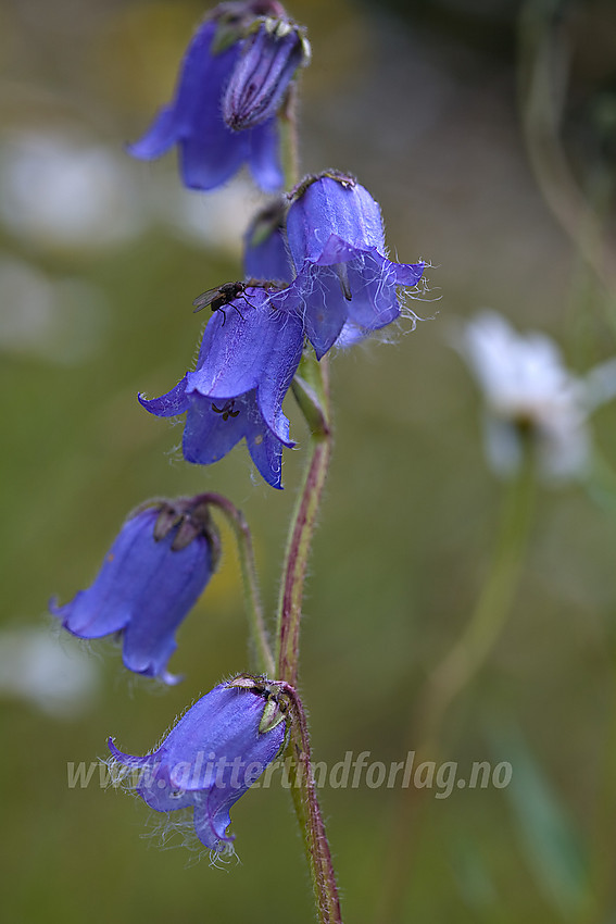 Skjeggklokke Campanula barbata i Etnedal.