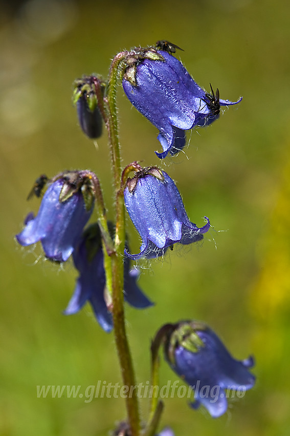 Skjeggklokke Campanula barbata i Etnedal.