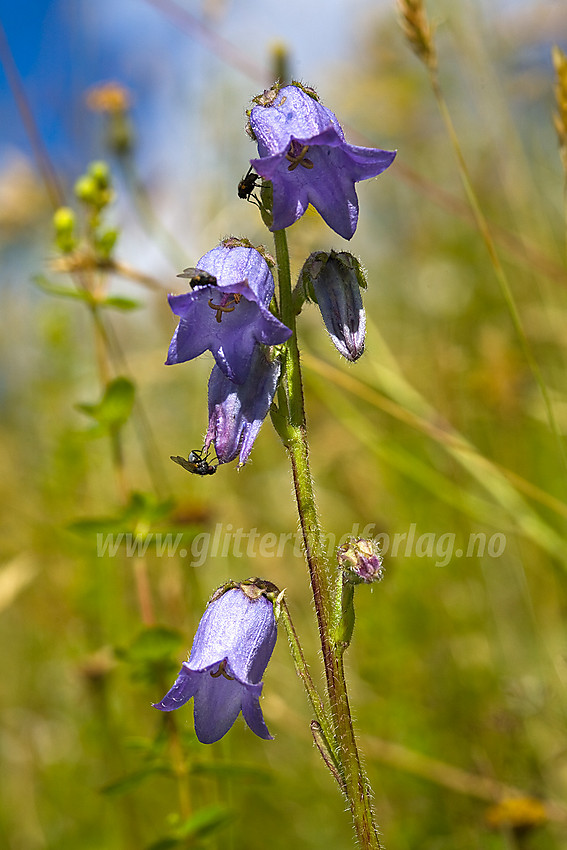 Skjeggklokke Campanula barbata i Etnedal.