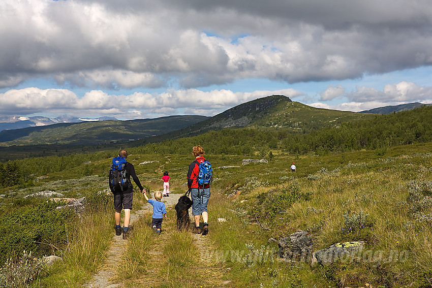 På vei fra Heimre Kjølastølen mot Brummaknappen (1150 moh).