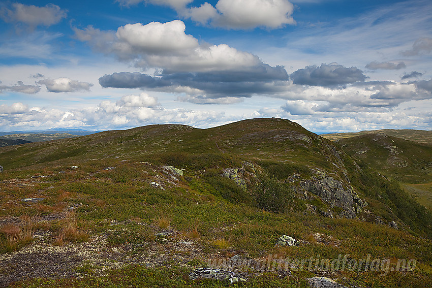 Toppen på Hollastølsfjellet (1174 moh) sett fra vest-sørvest.