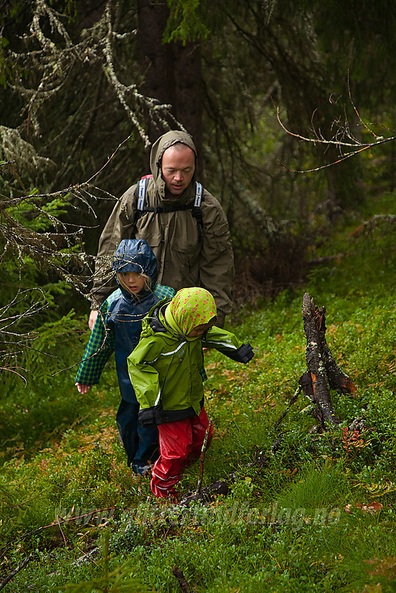 Skogstur ved Kvitingen mellom Sør- og Nord-Aurdal en kald og regntung dag.