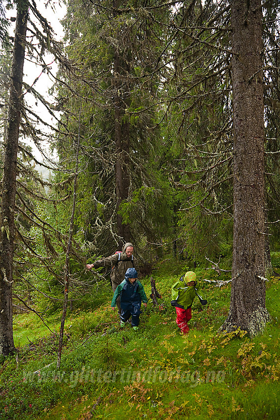 Skogstur ved Kvitingen mellom Sør- og Nord-Aurdal en kald og regntung dag.