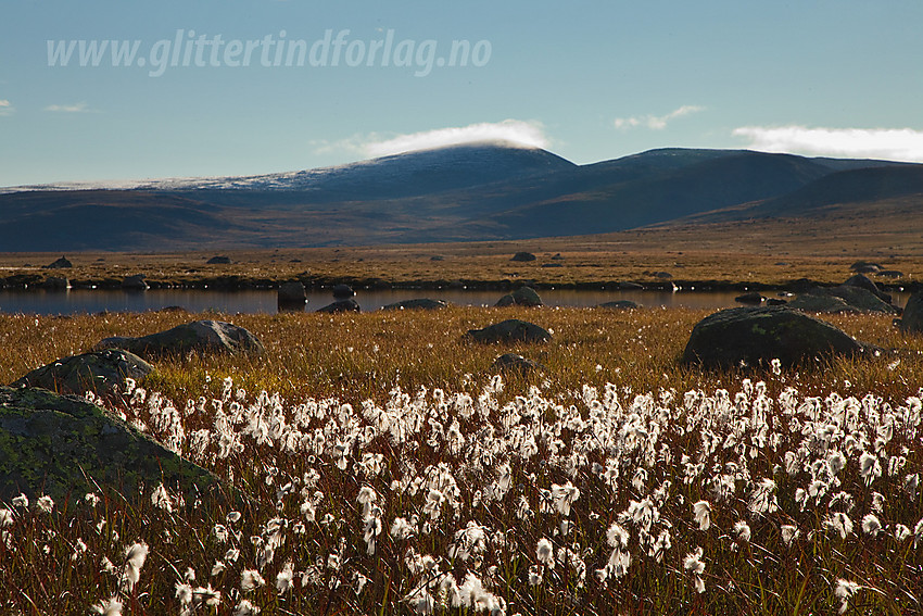 På Valdresflye en høstmorgen med myrull i forgrunnen og Gråhøe (1779 moh) i bakgrunnen.