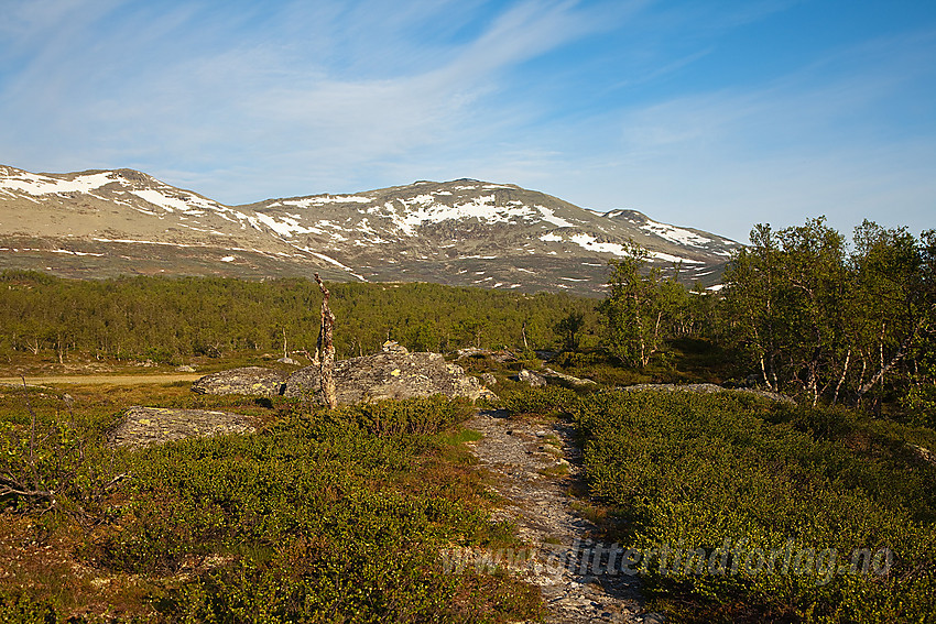 På vei mot Veslebotnskarvet (1778 moh) som ses i bakgrunnen.