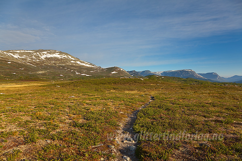 På tur fra Raudbekkstølen til Veslebotnskarvet (1778 moh) som ses bak til venstre.