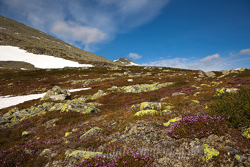 Blålyng Phyllodoce caerulea ved Lægernøse i Hemsedal.