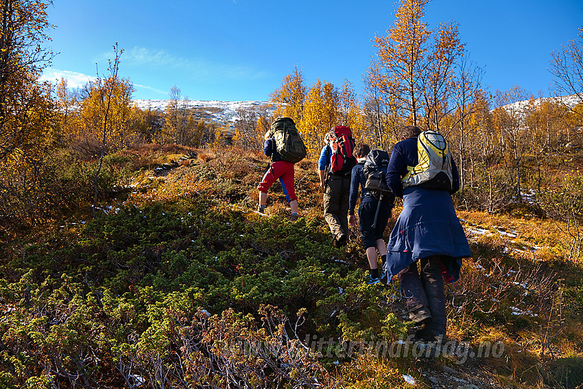 På vei fra Kvithaug opp gjennom bjørkelia på tur til Gråskarvet.