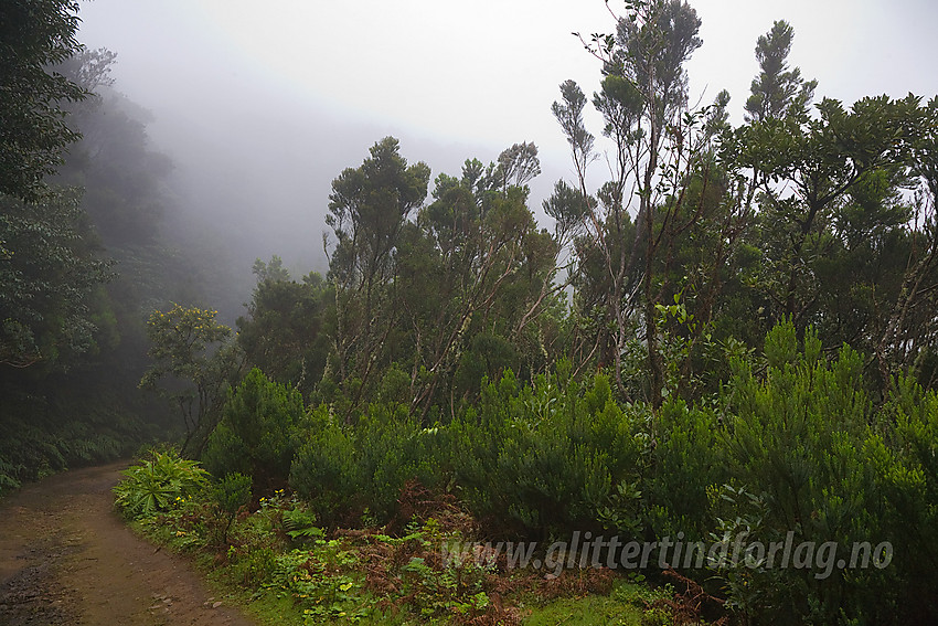 Regnskoglignende skog nordøst på Tenerife.