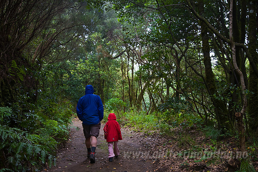 Vandring i regnskoglignende skog nordøst på Tenerife.