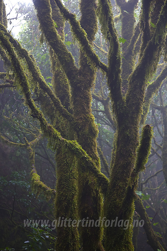 Regnskoglignende skog nordøst på Tenerife.