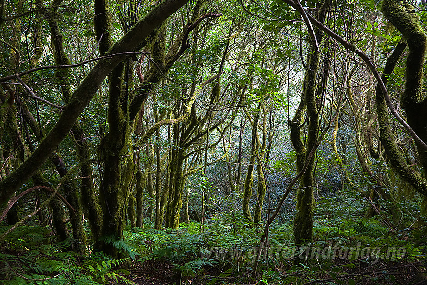 Regnskoglignende skog nordøst på Tenerife.