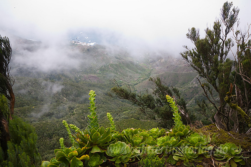 Regnskoglignende skog nordøst på Tenerife.