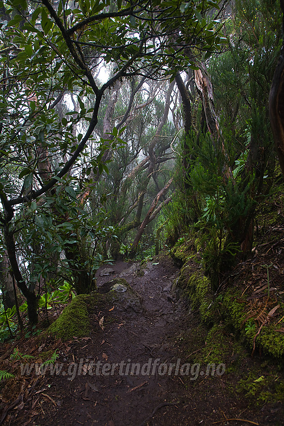 Regnskoglignende skog nordøst på Tenerife.