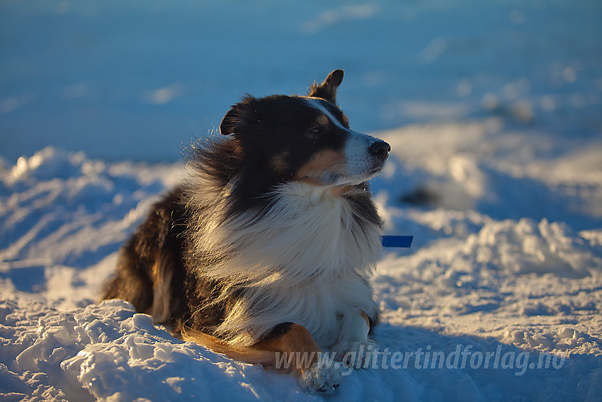 Hund på toppen av Kalvehøgde Ø2 under fellestur i regi av Valdres Tur- og Fjellsportlag.