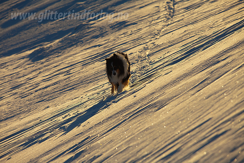 Hund på vei opp siste kneikene mot Mugna under en fellestur i regi av Valdres Tur- og Fjellsportlag.