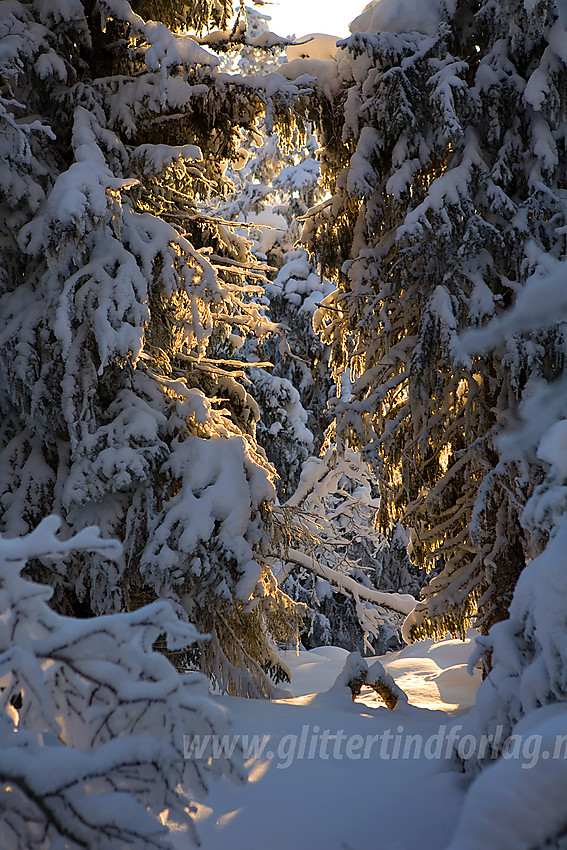 Vintereventyr på Tonsåsen ved Svartetjernknatten (944 moh).