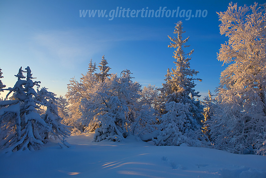 Vintereventyr på Tonsåsen like ved Svartetjernknatten (944 moh).