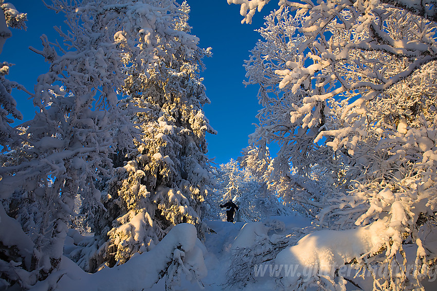 Vintereventyr på Tonsåsen ved Svartetjernknatten (944 moh).