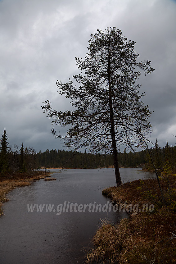 Regnværsdag ved Kvednatjednet i Nord-Aurdal.