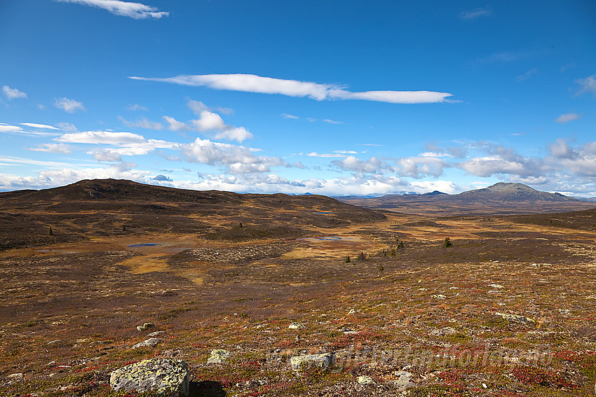 Fra Finntjernhøgde mot Myrebærhammaren med Skaget i bakgrunnen til høyre.