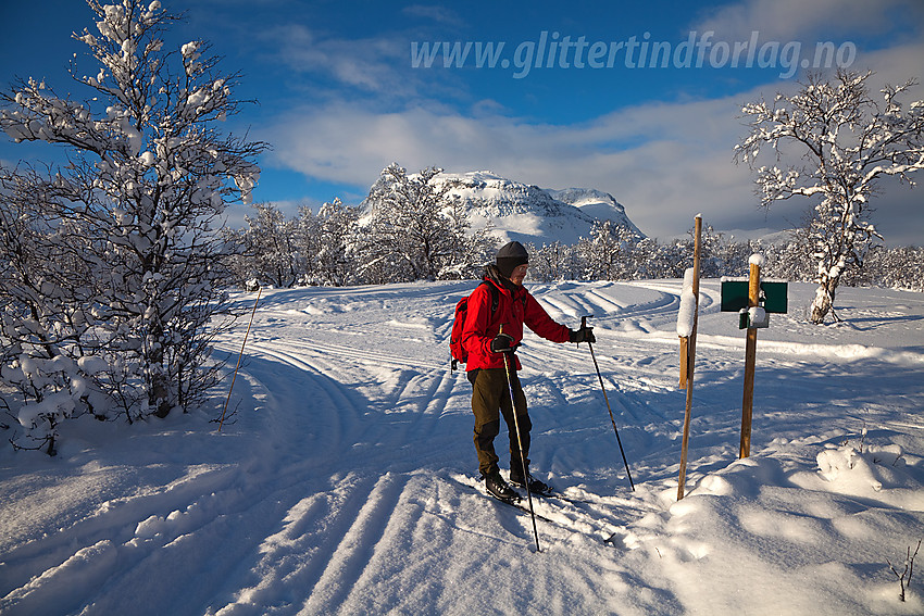 På åsen mellom Vangsmjøse og Helin med Grindane i bakgrunnen.