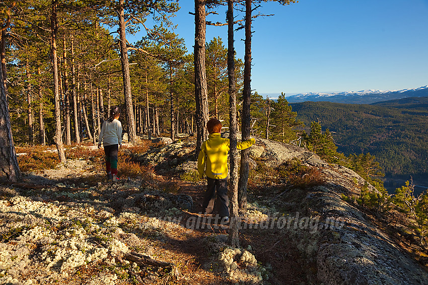 På tur fra høyeste punkt ut mot den sørlige utsikten på Puttekollen. Stien går gjennom lys og trivelig furuskog langs stupkanten mot Begnadalen.