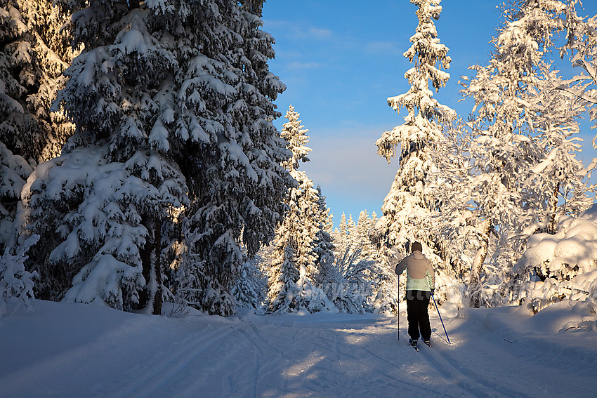 Flott vinterstemning i Skardåsenløypa.