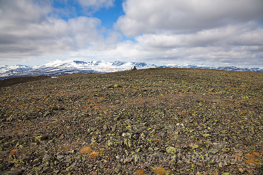 Det flate topplatået på Griningsdalshøe. Stornubben-Nautgardstindmassivet i bakgrunnen.