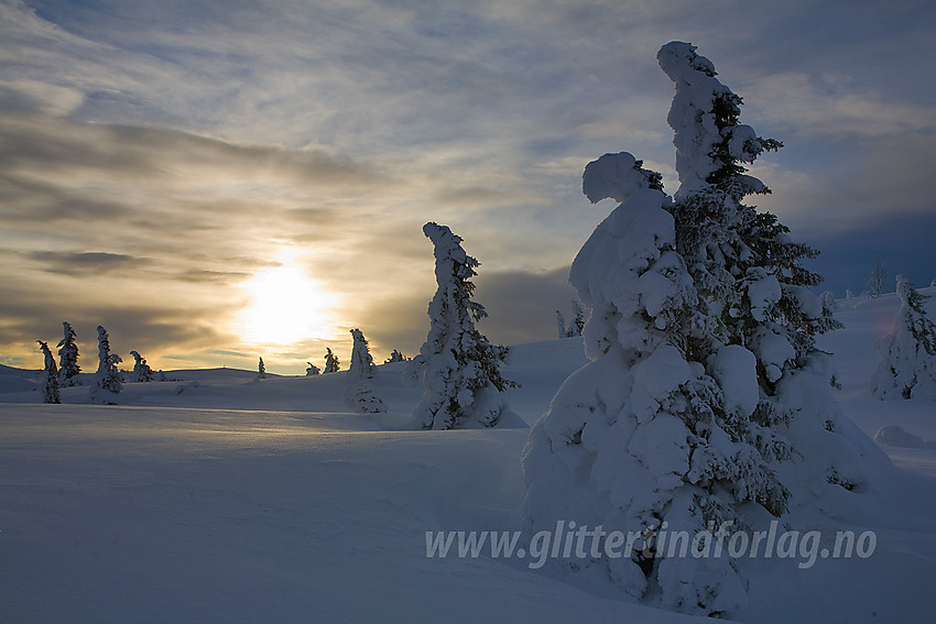 Stemningsfull vinterskog på Aurdalsåsen.