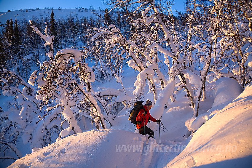 Basking i skogen opp fra Flatvollen på tur til Hallingnatten.