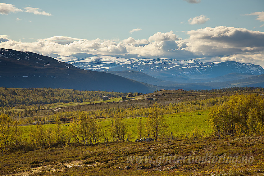 Ved foten av Mukampen, nær Musætrin med nordlige Jotunheimen inkl. Kvitingskjølen i bakgrunnen.