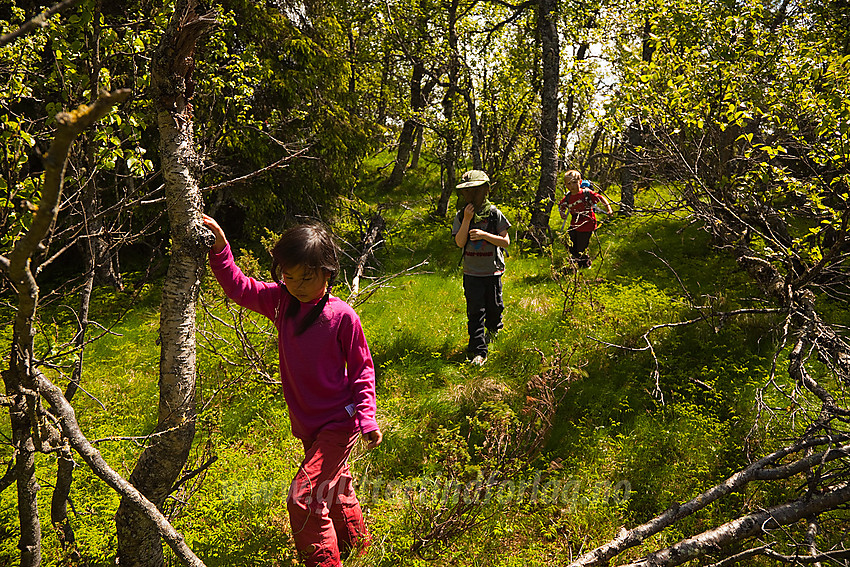 Skogstur like ved Gamlestølen i Etnedal (strengt tatt rett over i Land).