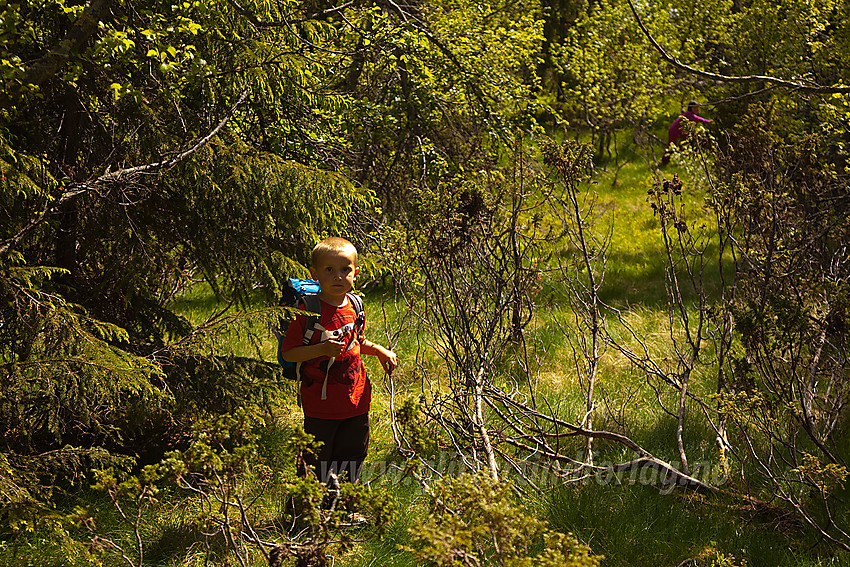 Skogstur like ved Gamlestølen i Etnedal (strengt tatt rett over i Land).