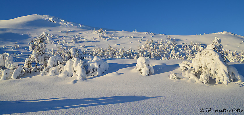 Flott dag på Garli med 15 minus