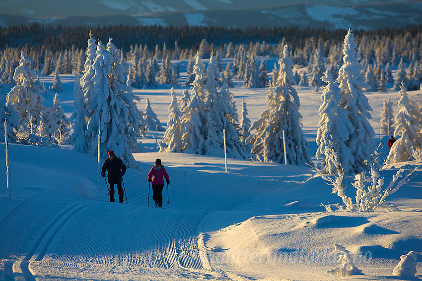 Skiløpere på vei opp siste bakken mot Skardåsen fra vest.