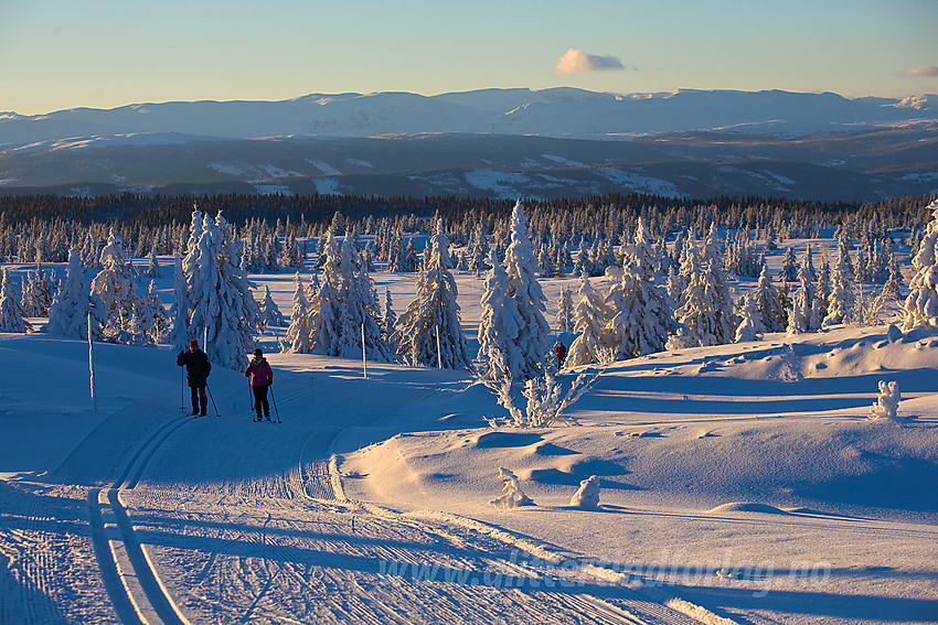 Skiløpere på vei opp siste bakken mot Skardåsen fra vest. Hemsedalsfjella i bakgrunnen.