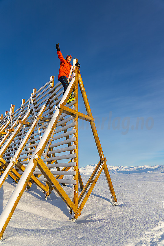 Klatring på snøfangergjerde like ovenfor Tyinstølen.