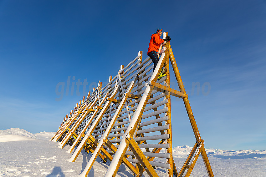 Klatring på snøfangergjerde like ovenfor Tyinstølen en flott januardag.