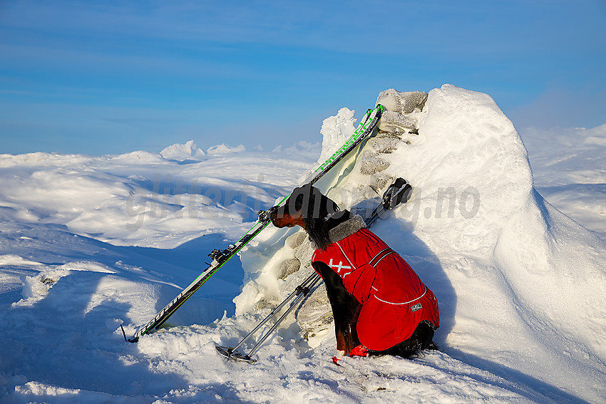 Hund og ski på toppen av Galden. Litt av Hurrungane med bl.a. Store Austanbotntinden ses i bakgrunnen.