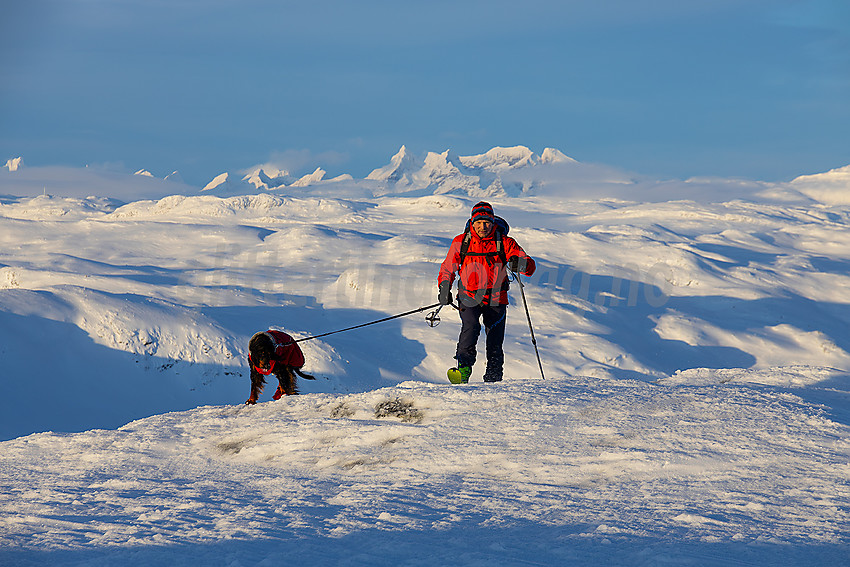 På topplatået på Skørsnøse en januarettermiddag med tinderekka i Hurrungane i bakgrunnen.