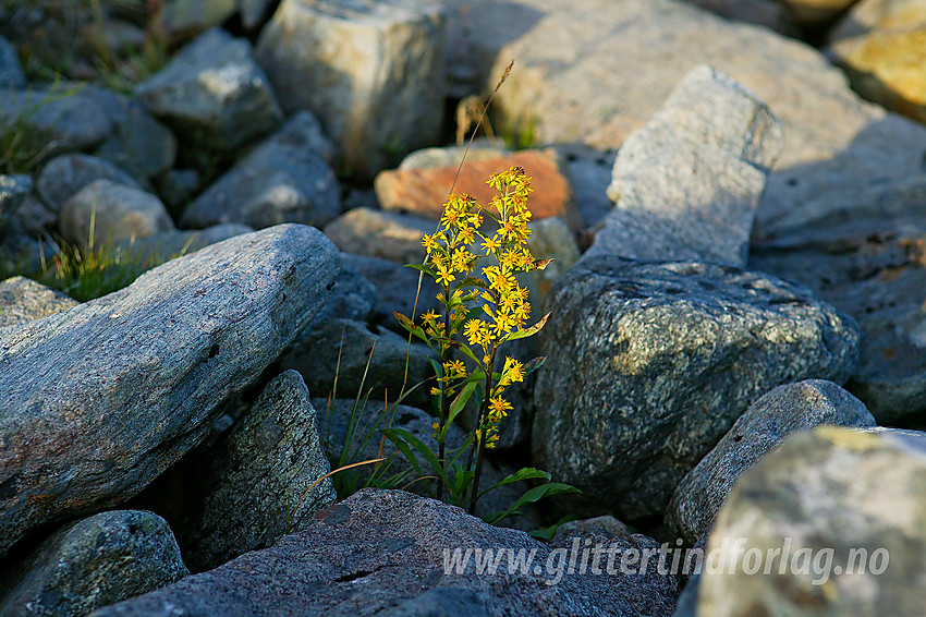 Gullris (Solidago virgaurea) i kveldssol på Bygdins steinstrand.