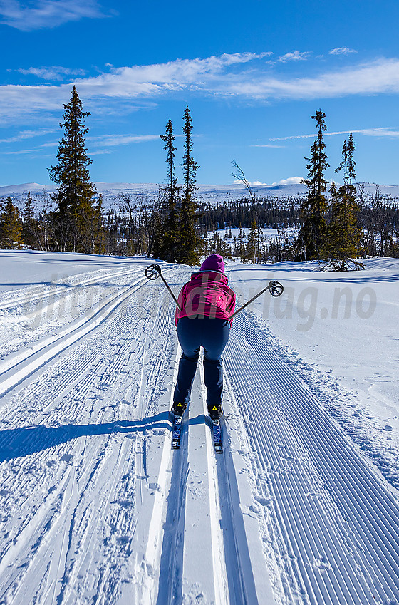 Skiløpere i løypenettet til Hedalen Løypelag. Manfjellet i bakgrunnen.