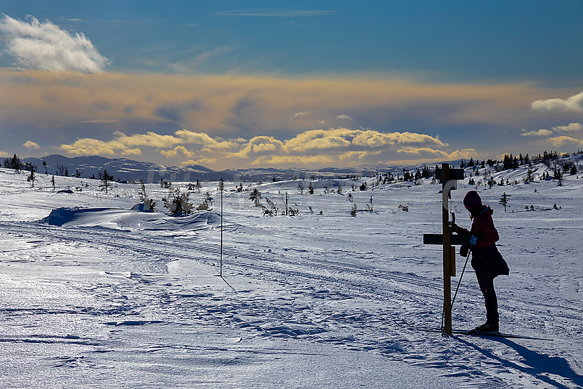 Skiløper ved løypekryss i løypenettet til Hedalen Løypelag. I bakgrunnen anes litt av Sørbølfjellet.