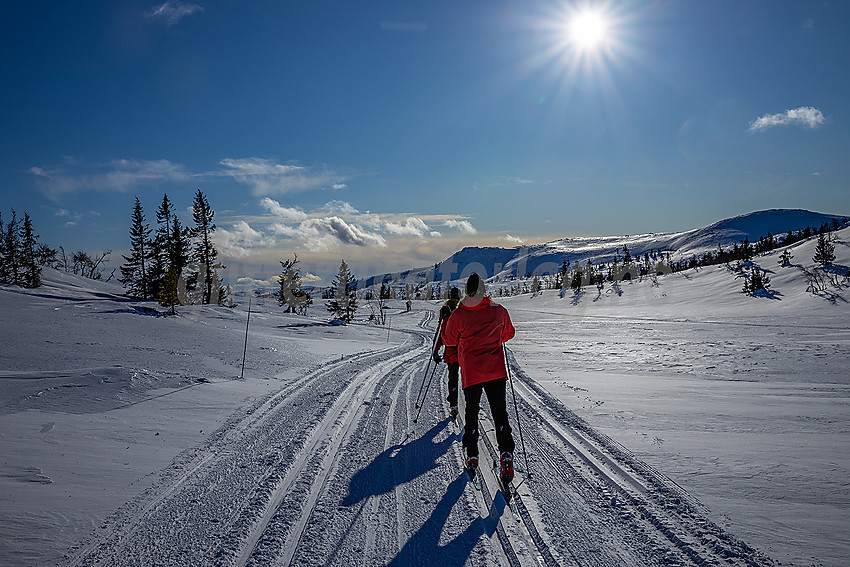 Skiløpere i løypenettet til Hedalen Løypelag.