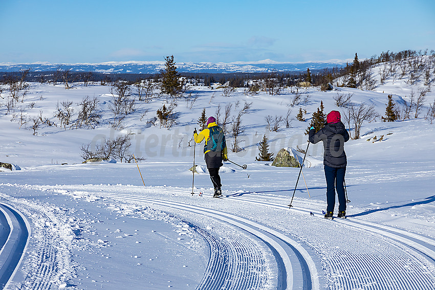 Skiløpere i løypenettet til Hedalen Løypelag.