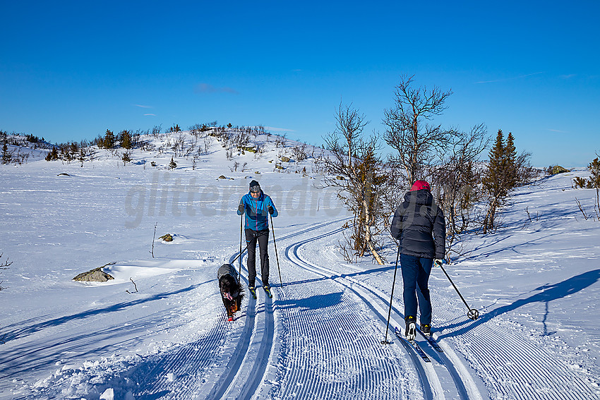 Skiløpere i løypenettet til Hedalen Løypelag.