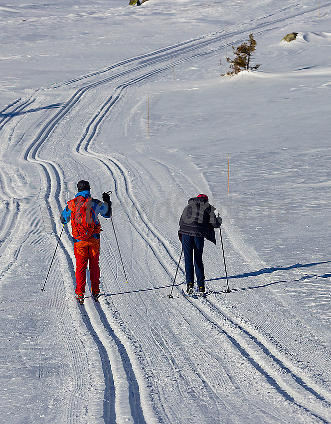 Skiløpere i løypenettet til Hedalen Løypelag.