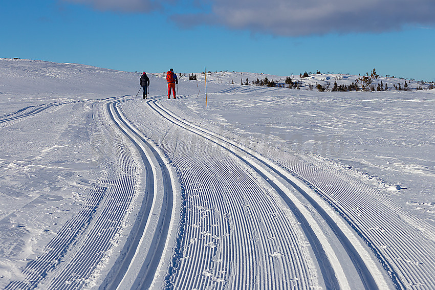 Skiløpere i løypenettet til Hedalen Løypelag.