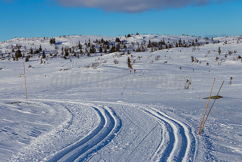 Skiløpere i løypenettet til Hedalen Løypelag.